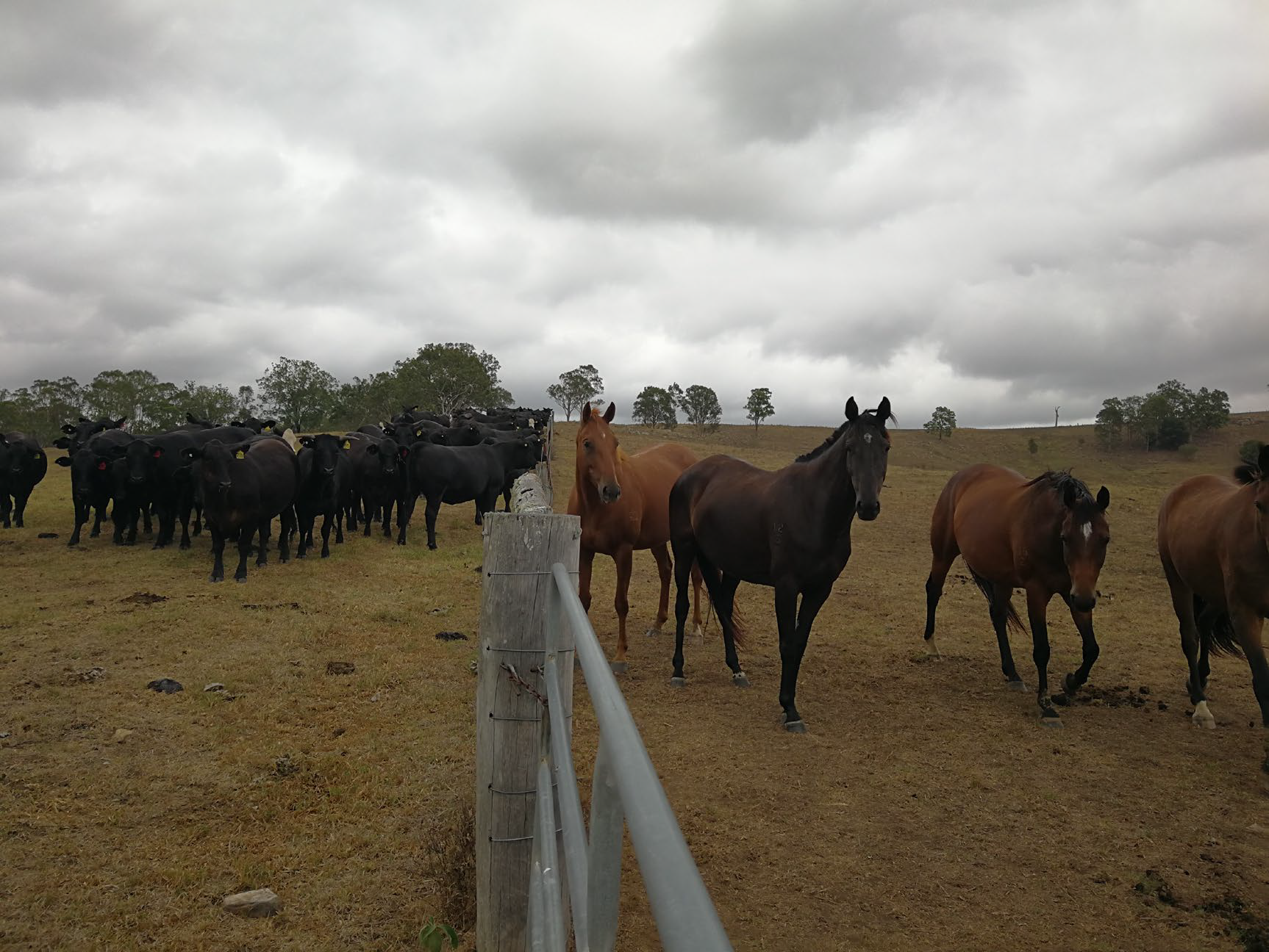 Horses are run on same area of Tocal as the beef cattle.