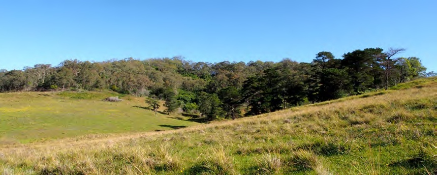 Pastures in paddock