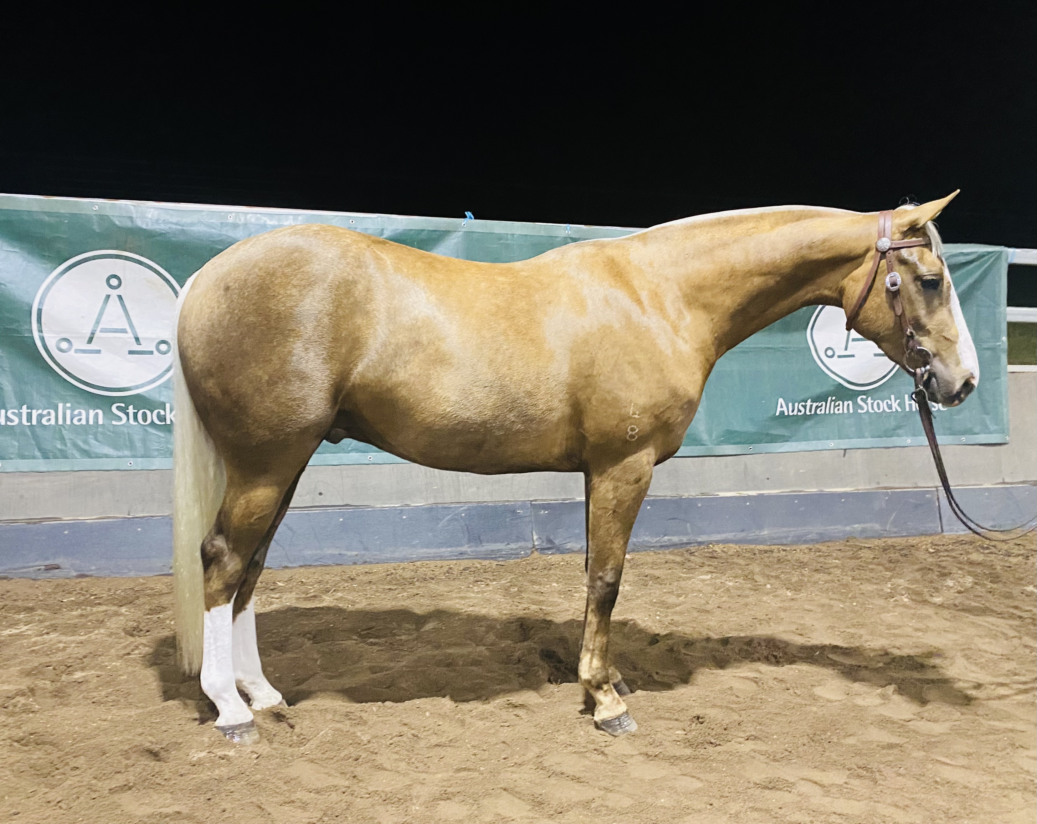 2021 Tocal Australian Stock Horse Sale