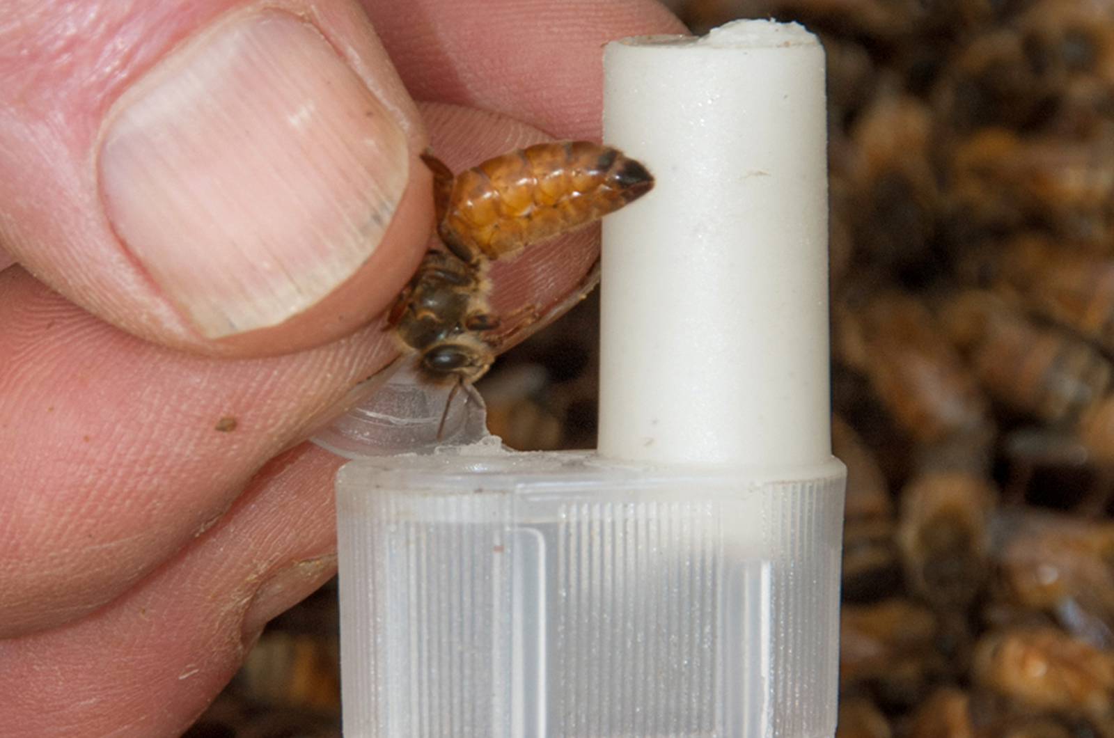 Image for Course Queen bee breeding