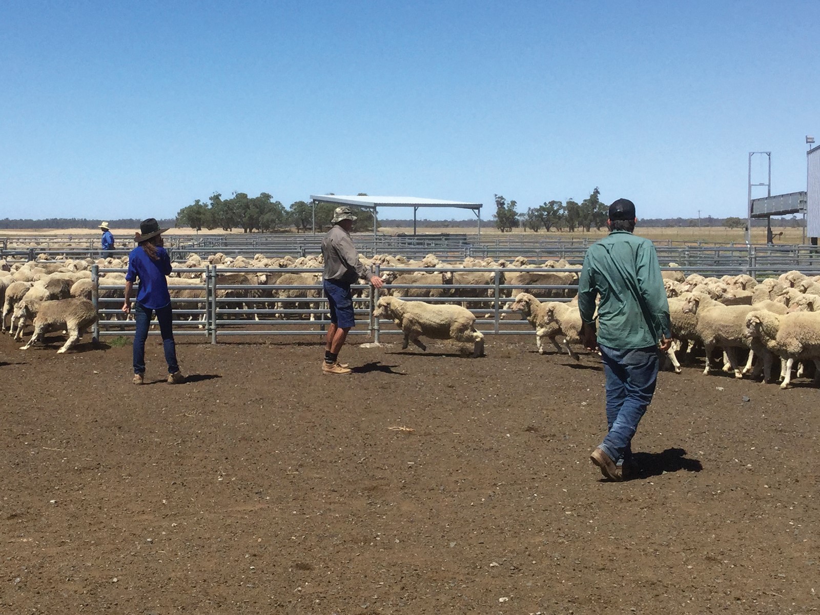 students with sheep