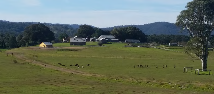 Eastern Grey Kangaroos in paddock