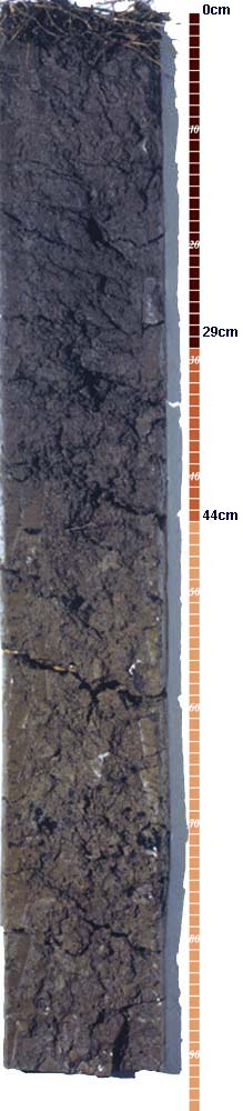 Soil-profile-3