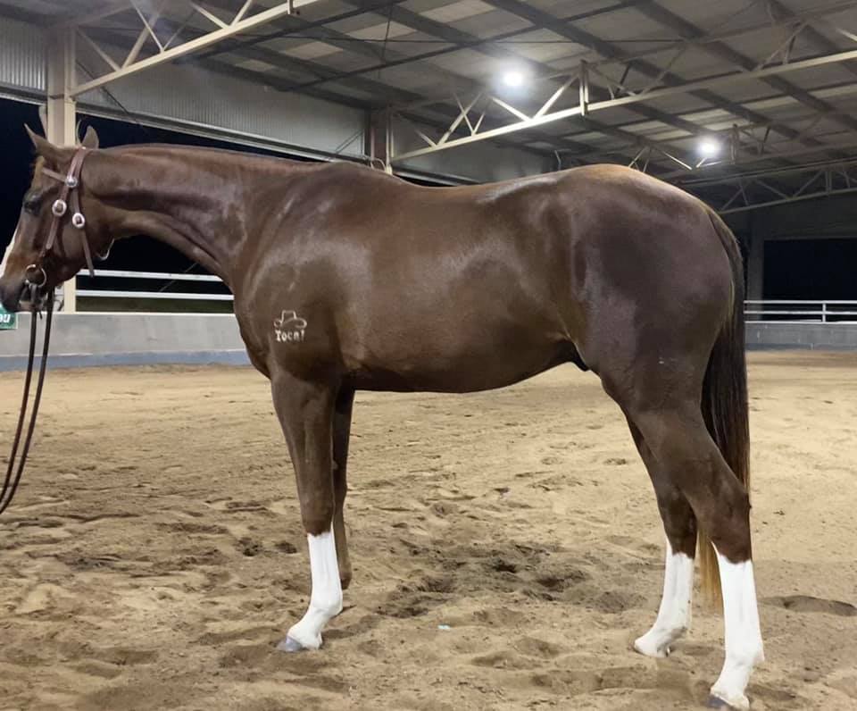 2020-Tocal ASH sale Lot8.jpg Horse