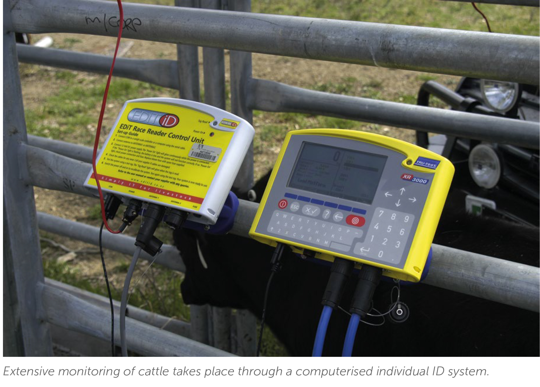 Extensive monitoring of cattle through a ID system