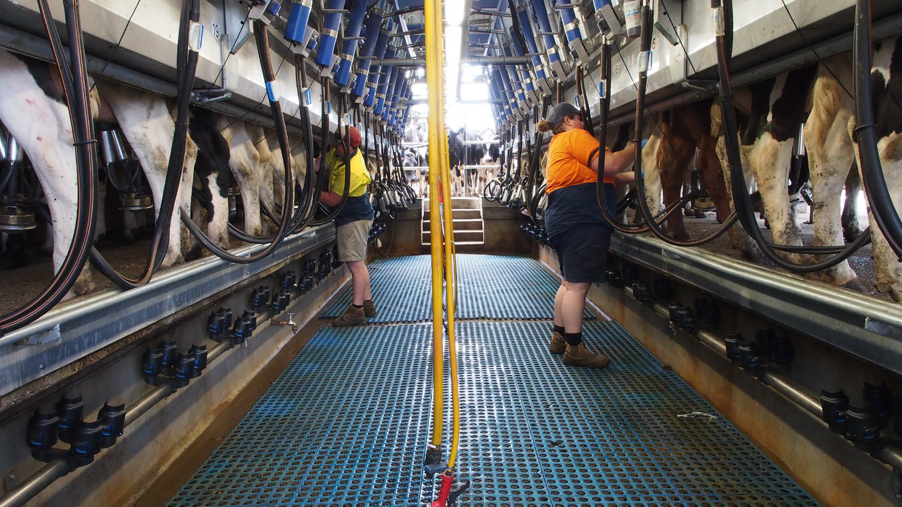 Milking Parlor