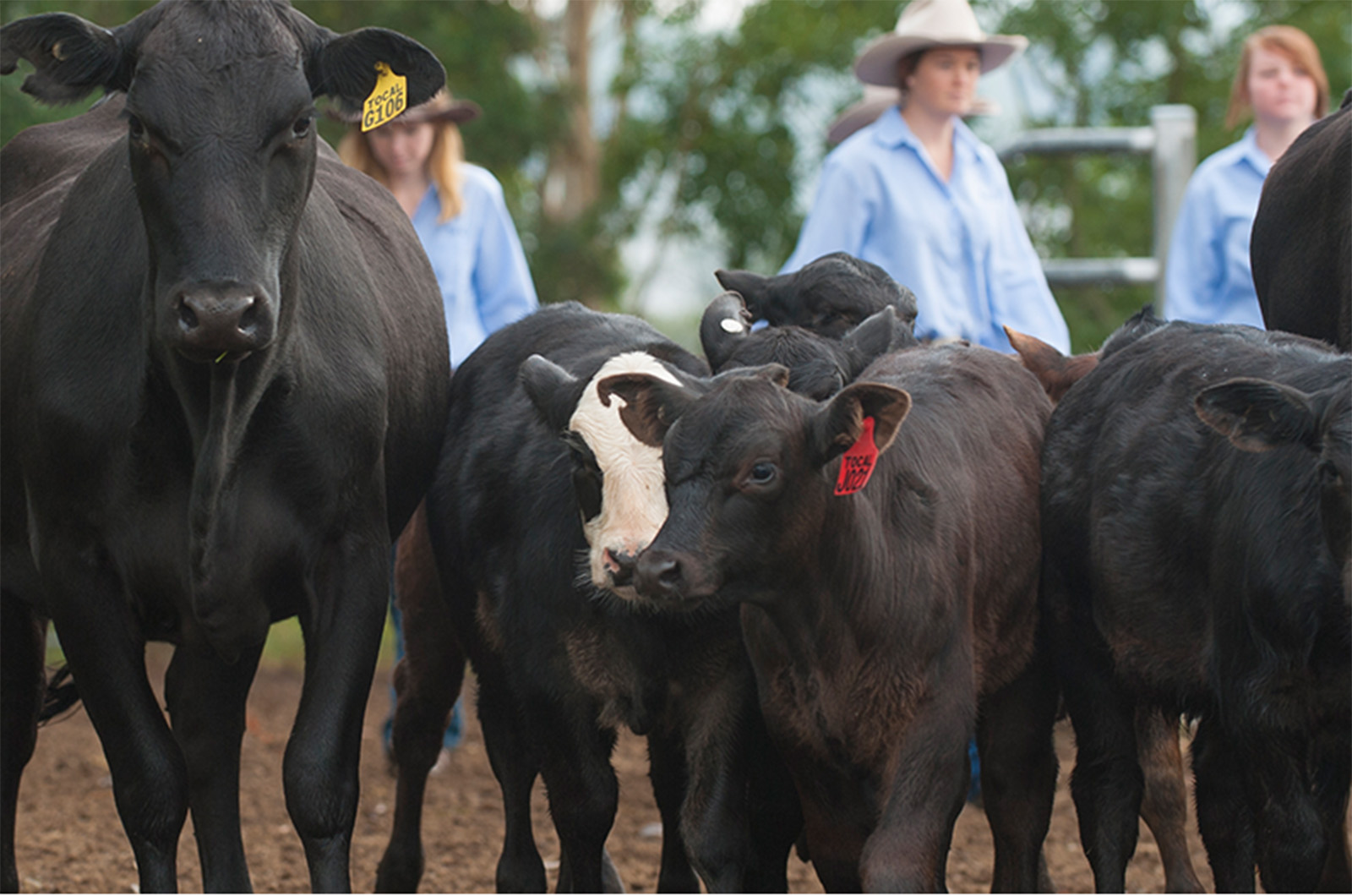 cattle with youth