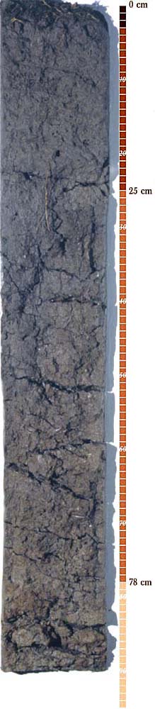 Soil-Profile-4