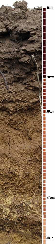 Soil-Profile-21