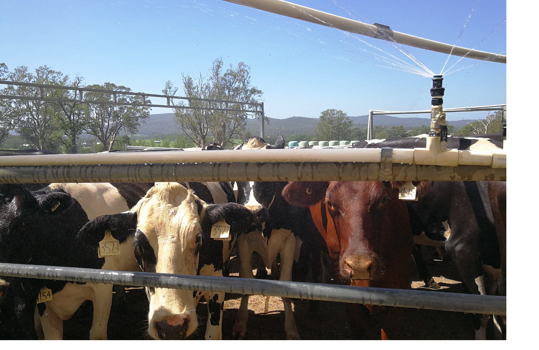 Sprinklers in the dairy race provide some relief on a hot day