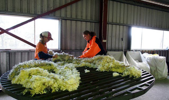 Sheep Shearing