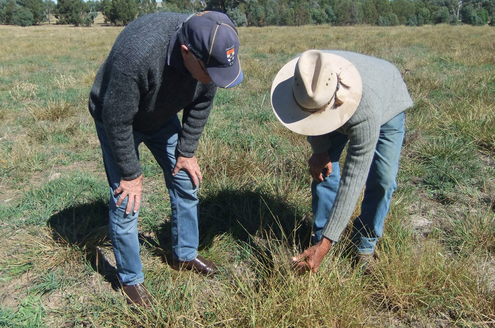 Farmers with pasture grass