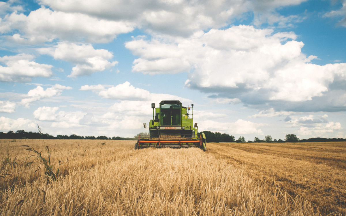 Wheat combine harvester