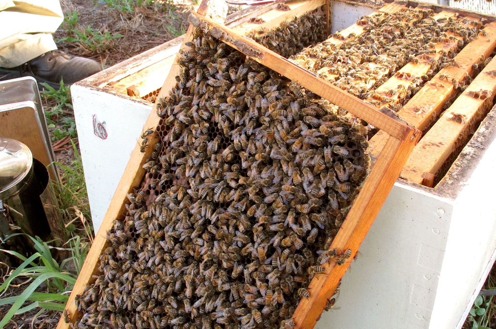 Image for Course Beginning in bees