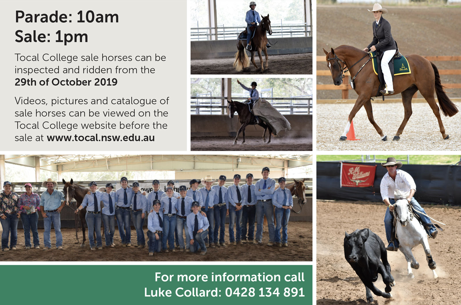 2019-Tocal-Stock-Horse-Sale.jpg Tocal horses