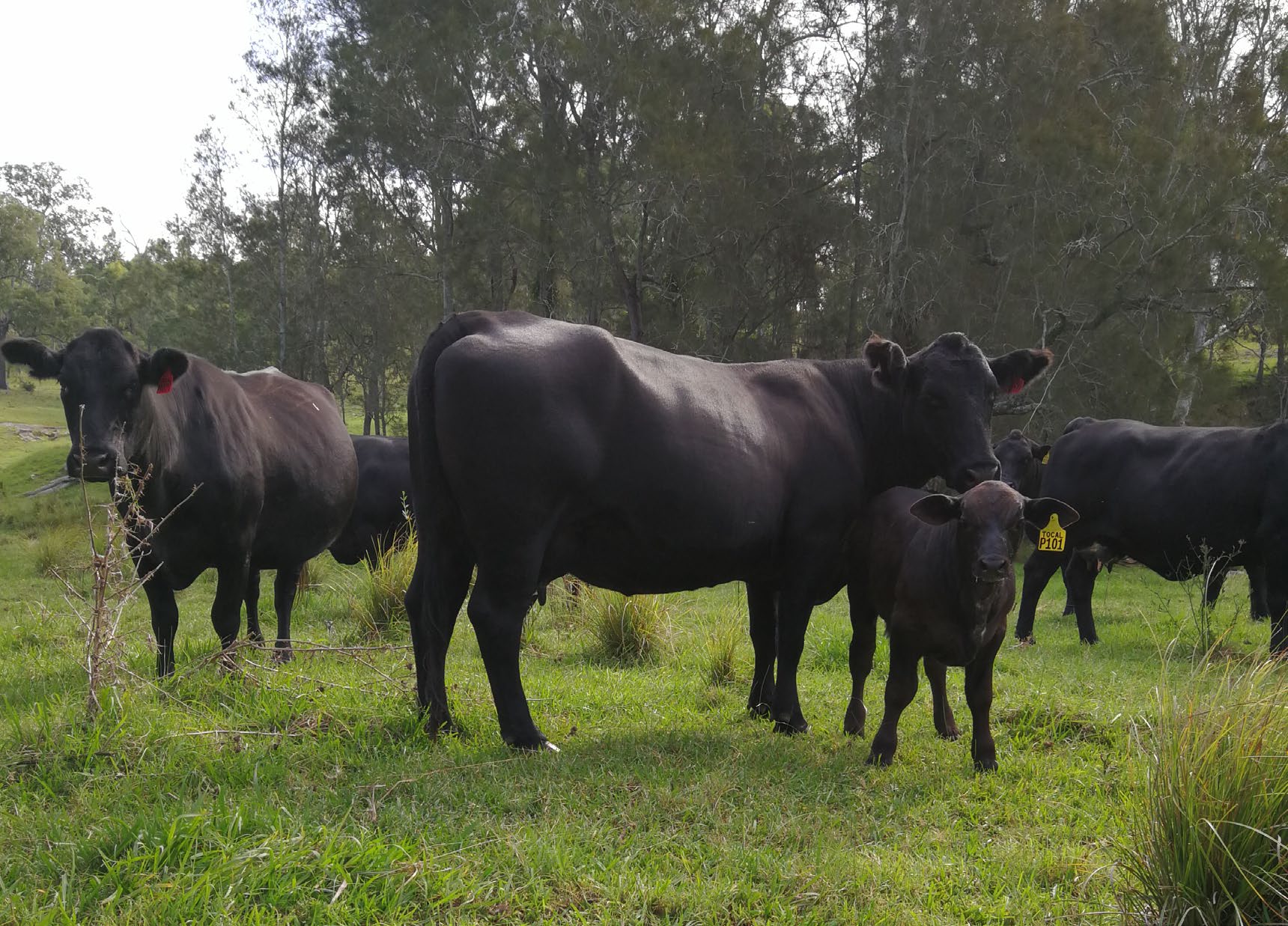 Herd management aims for quality Brangus stock