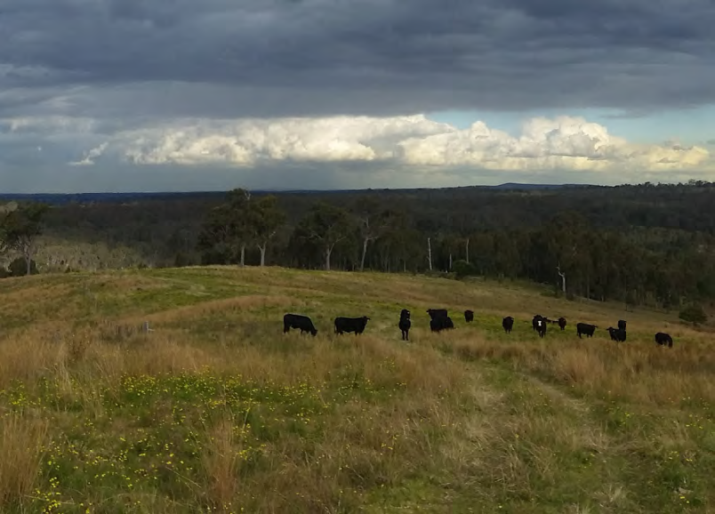 Pastures on View Paddock