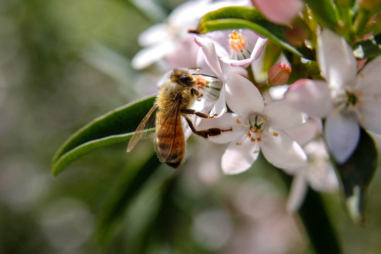 Bee foraging in flower