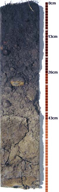 Soil-Profile-15