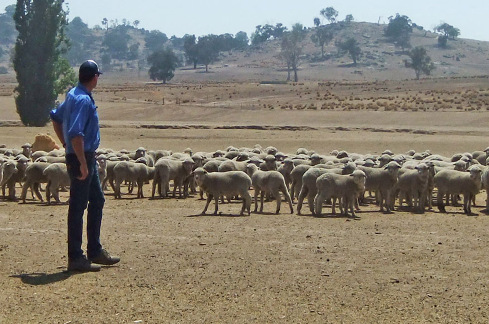 Farmer in sacrifice paddock with sheep