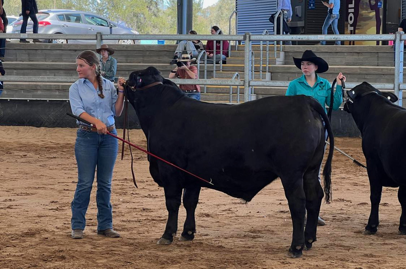 Girls leading angus cattle to show