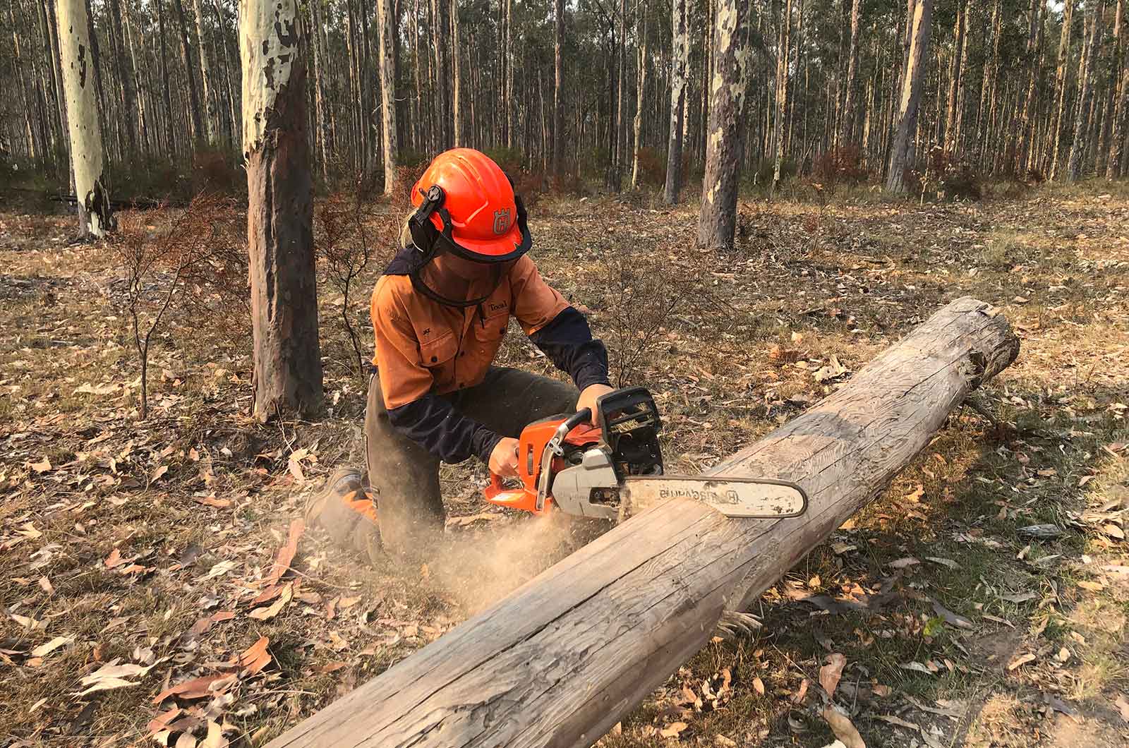 Image for Course Chainsaw – Trim and cut felled trees
