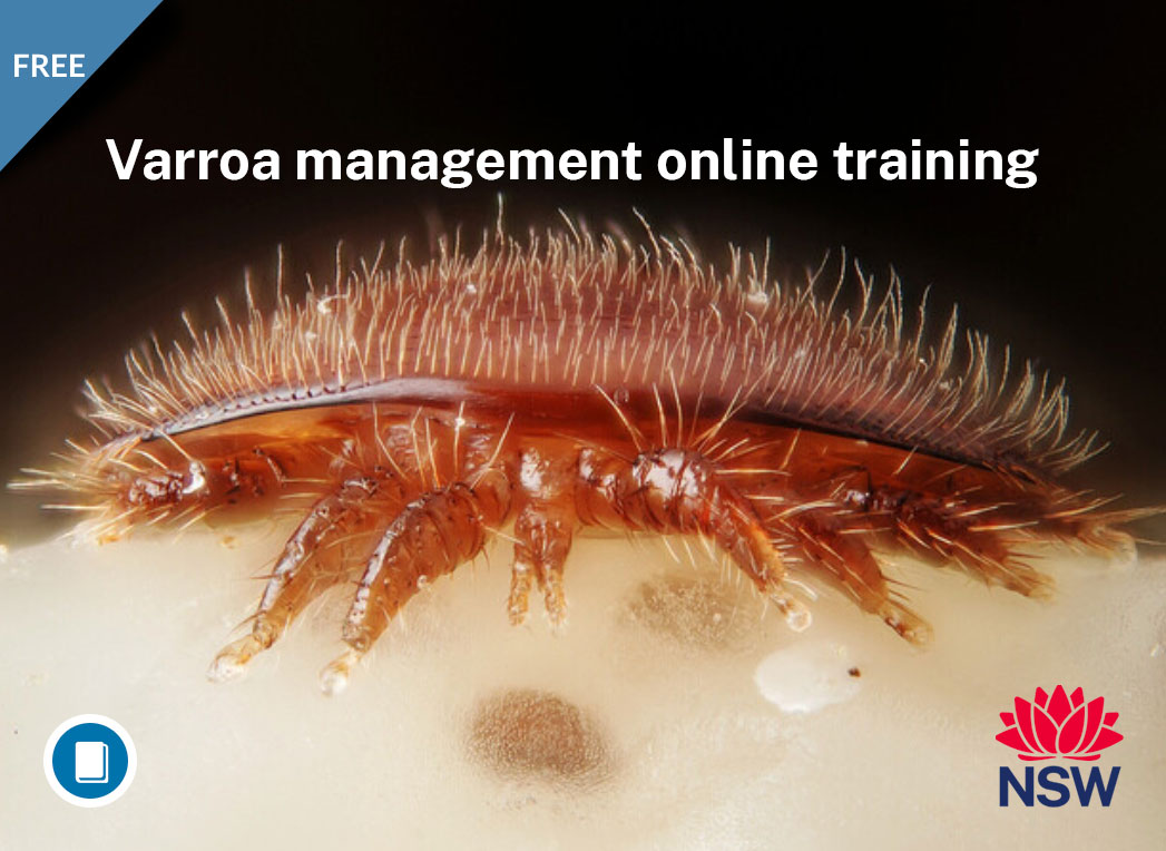 Online course varroa mite close up