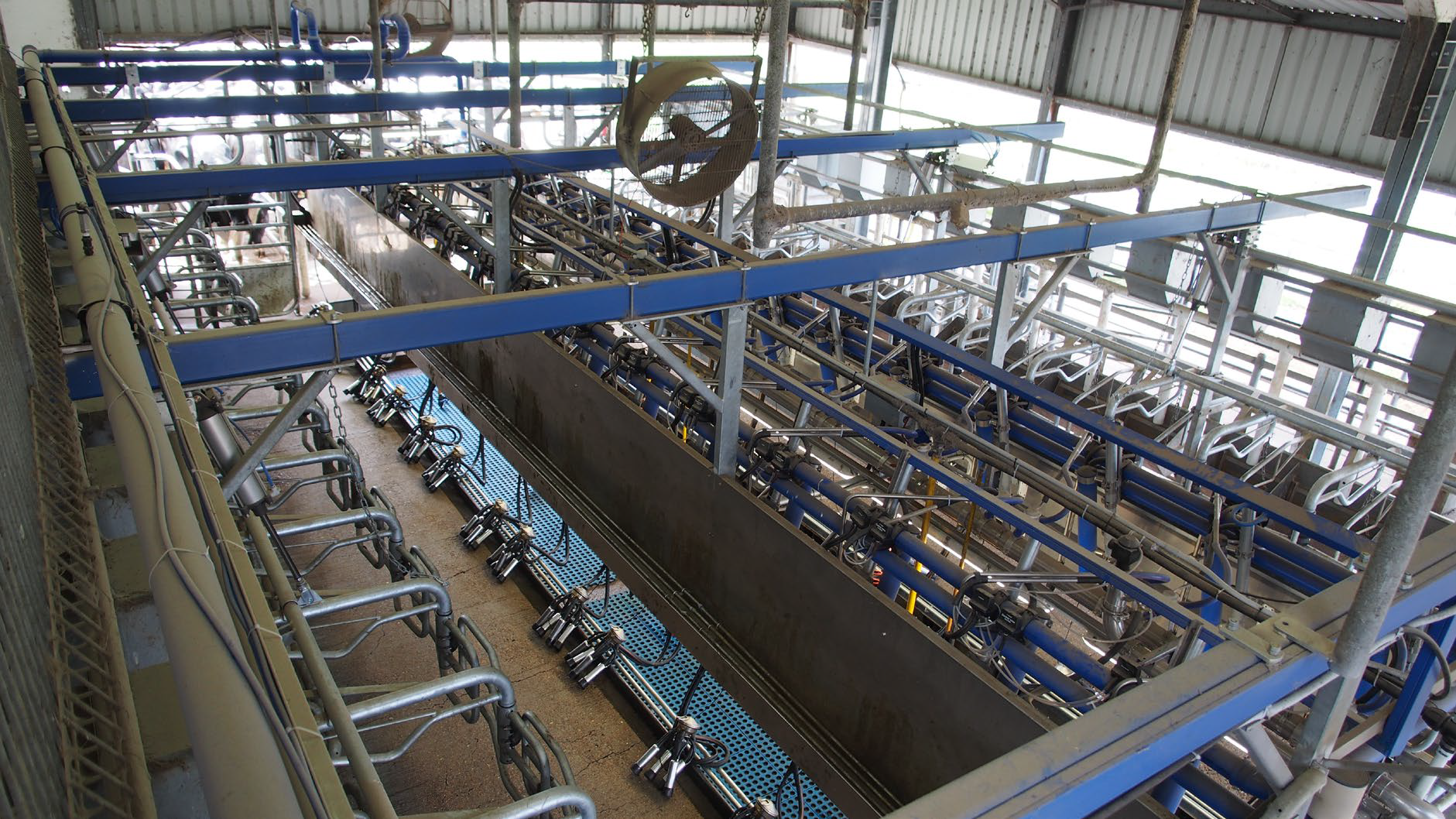 Overhead photo of a Milking Parlor