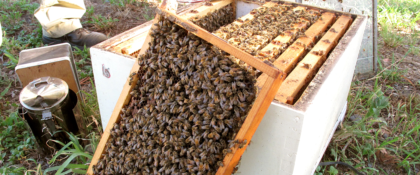 Image for Course AHC31818 Certificate III in Beekeeping